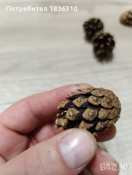 Малки шишарки, снимка 1