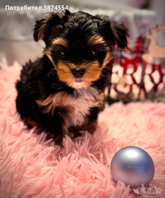 Йоркширски териер-Бивер момче, снимка 1