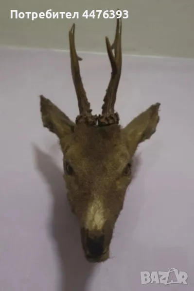 Трофей - Глава на Сръндак, снимка 1