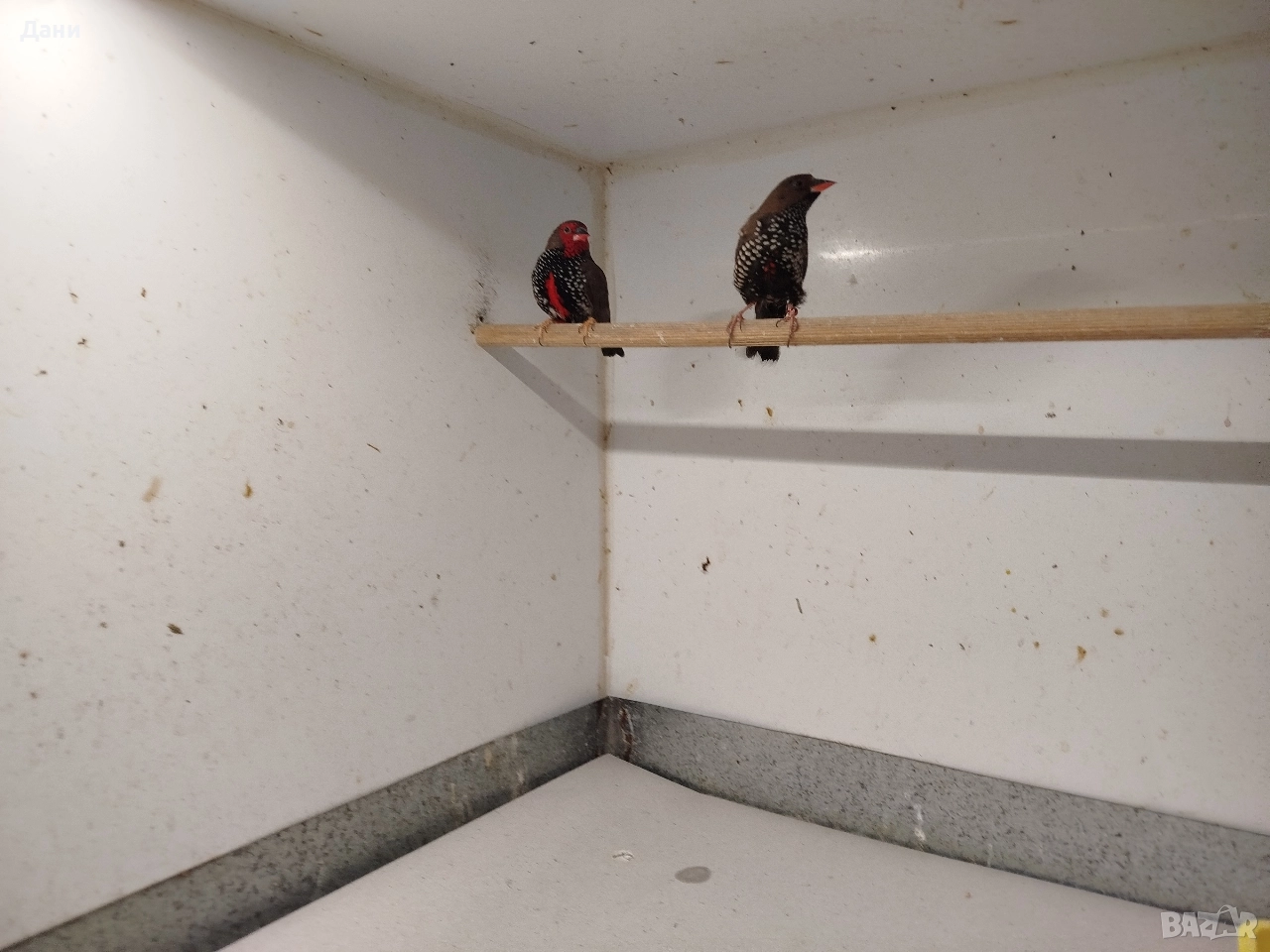 Синя пеперуда мъжка, емблема пикта чифт. , снимка 1