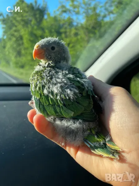 Папагали барабанди - ръчно хранени , снимка 1