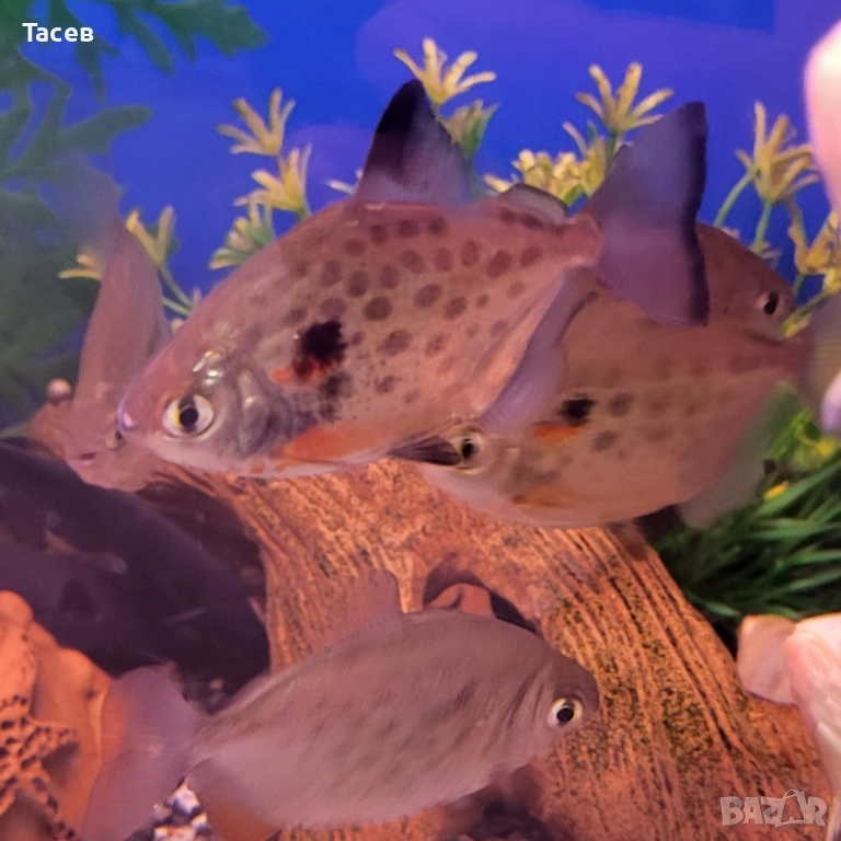 Метенис точков 4-5см, снимка 1