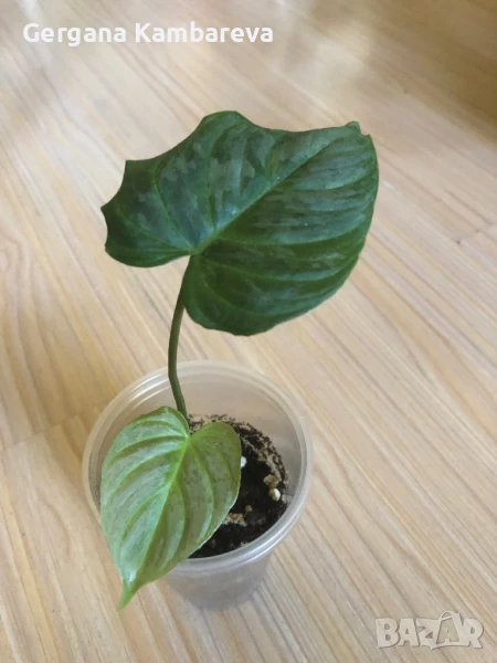 Philodendron Majestic , снимка 1
