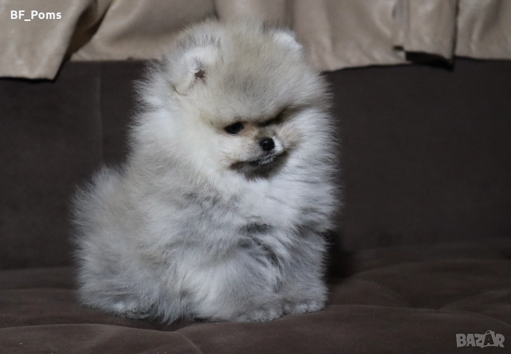 Страхотно момченце померан с родословие FCI, снимка 1