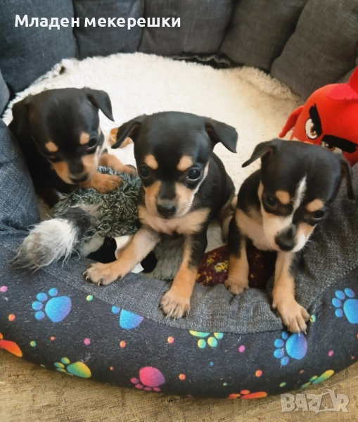 Мини момичета пинчери, снимка 1