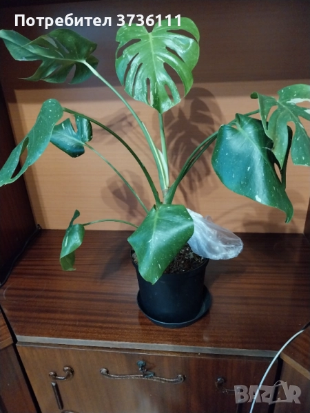 Monstera Tha, снимка 1