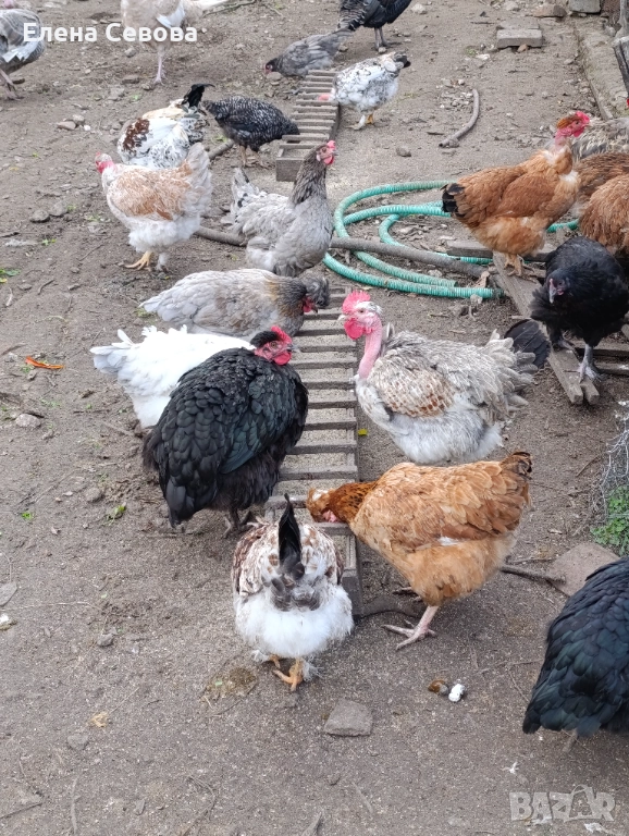 Оплодени яйца от светъл съсекс, голошийки и качулати , снимка 1