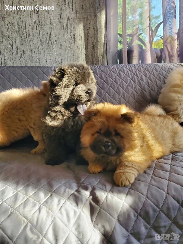 Чистокръвни Чау Чау , снимка 1