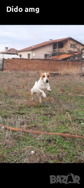 Джак ръсел за разплот, снимка 1