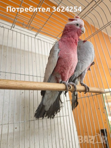продавам чифт розови какадута, снимка 6 - Папагали - 53825153