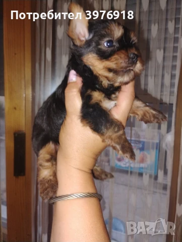 предлагам йоркширски териер мъжки и женски, снимка 1