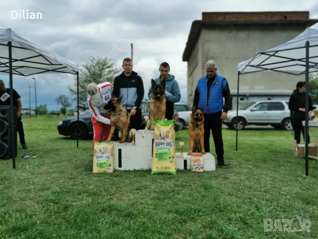 Продавам Малки Немски Овчарки, снимка 10 - Други - 51317897