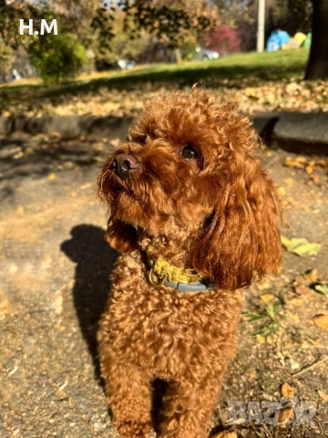 ТОЙ ПУДЕЛ РАЗПЛОД , снимка 2 - Пудели - 52830265