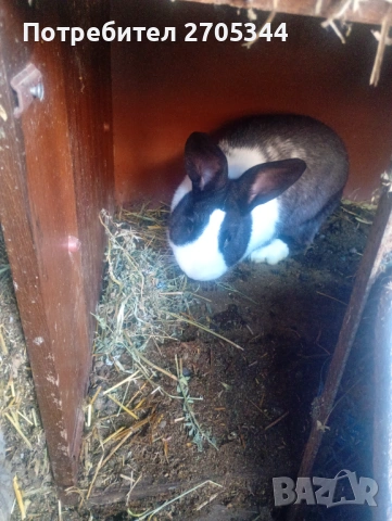 Мъжки заек град. ПАЗАРДЖИК 