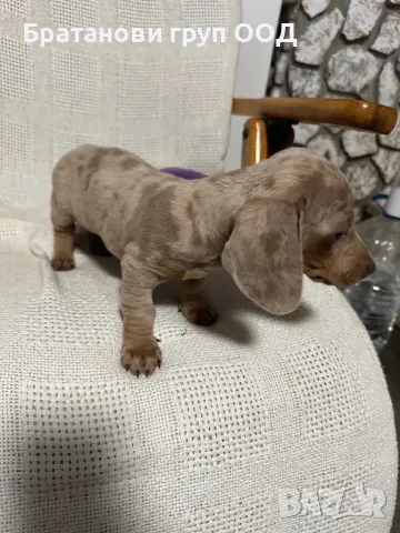 Мини Дакел, снимка 5 - Дакели - 49930212