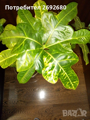 Планински кротон -1метър/15годишен/няколко разклонения , снимка 9 - Стайни растения - 44861352