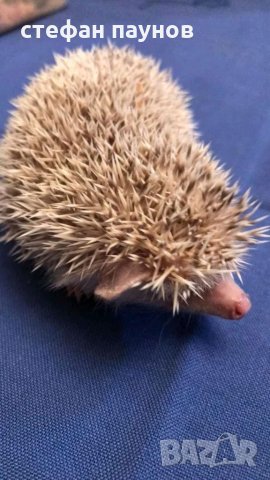 Свободни мини таралежчета