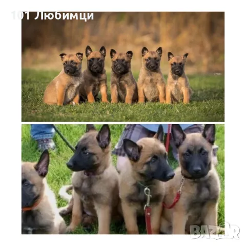 Белгийска овчарка -Малино, снимка 4 - Белгийска овчарка - 47450265