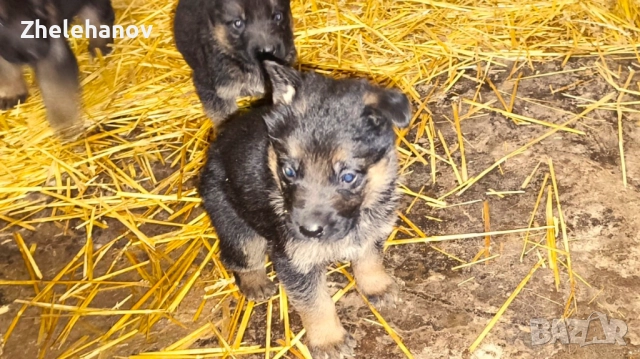 Немска Овчарка от Развъдник "Von Zhelehanov", снимка 5 - Немска овчарка - 52180692