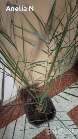 Палма-финикова, снимка 11 - Стайни растения - 30844825