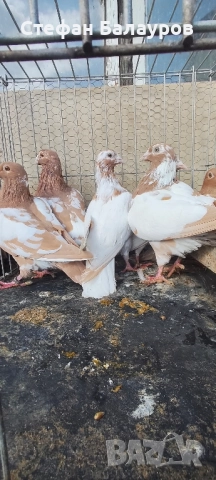 Гълъби 100% Мюлеманс жълти. , снимка 8 - Гълъби - 30275230