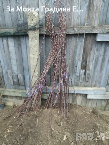 Ябълка - Red Love sirena, снимка 4 - Градински цветя и растения - 53620152