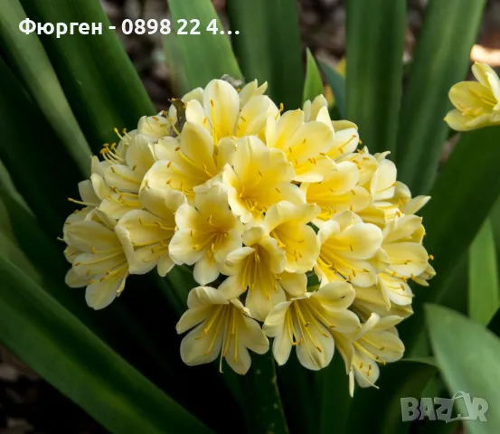 Киливия - Жълта