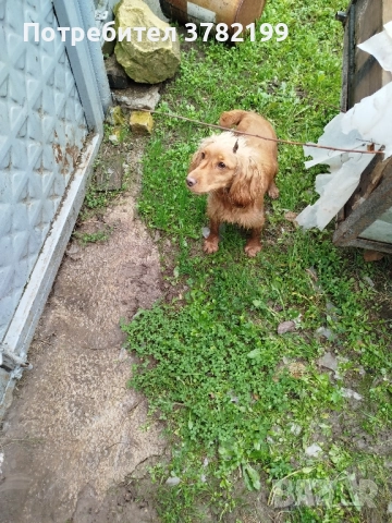 Кокер Шпаньол, снимка 5 - Кокер шпаньол - 52342878