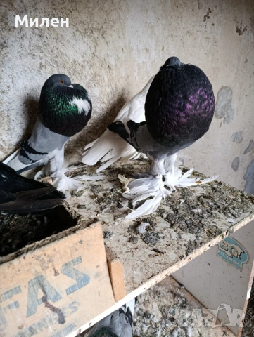 Млади Померания 24,25 година 