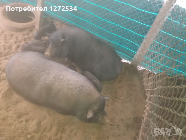 Виетнамски прасета