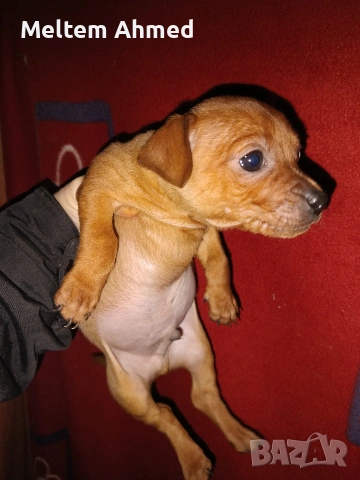 Продавам куче пинчер с ваксина и паспорт , снимка 2 - Пинчер - 52879618