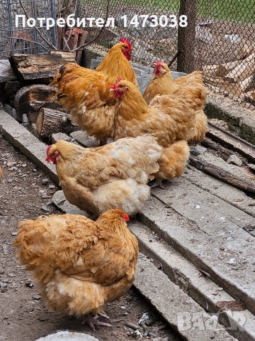 яйца от жълт орпингтон