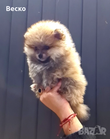Померан мини мъжко и женско , снимка 2 - Померан - 52847217