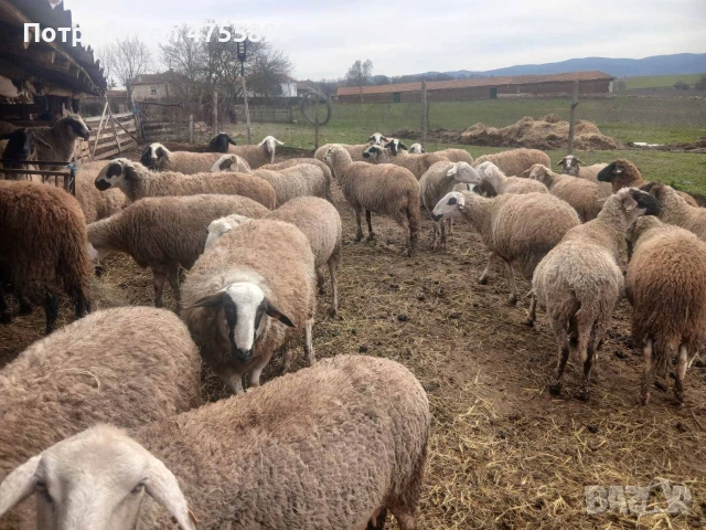 Продавам бременни овце , снимка 4 - Овце - 53721374