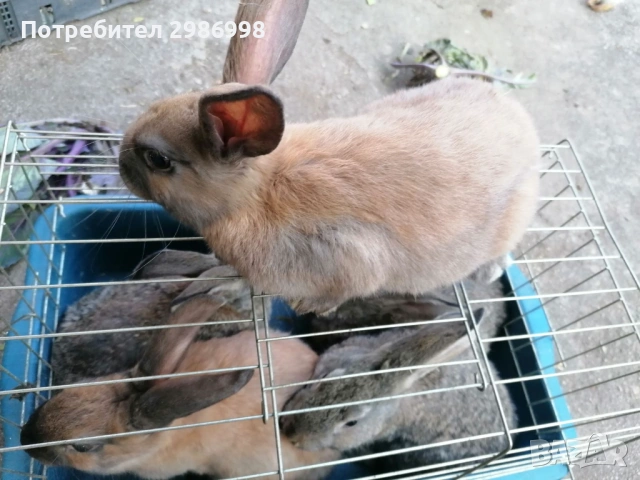 Млади зайчета, снимка 3 - Други животни - 53742106