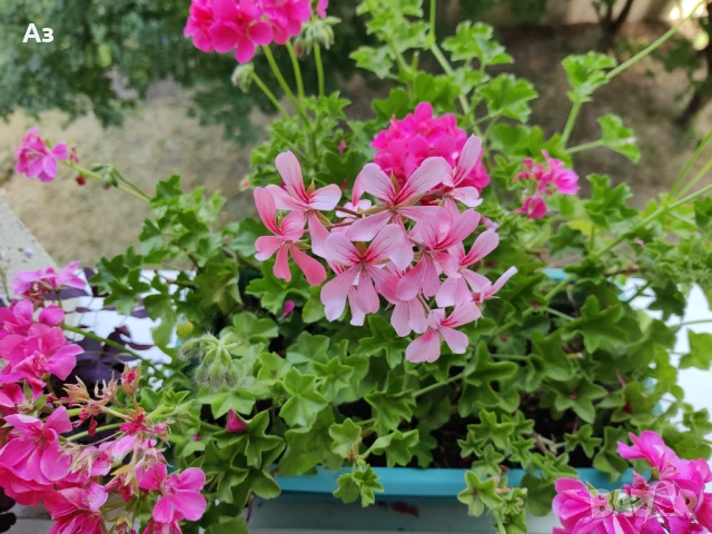 Продавам Висящи мушката (сакъзчета) в сандъчета - подготвени за обилен цъфтеж през пролетта, снимка 7 - Разсади - 51000596