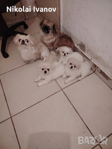 Бели пекинезчета на 60 дни , снимка 11 - Пекинез - 53741692