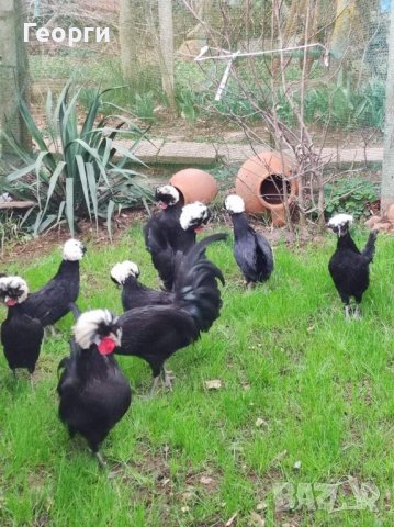 Продавам яйца от холандки , снимка 5 - други­ - 29769694