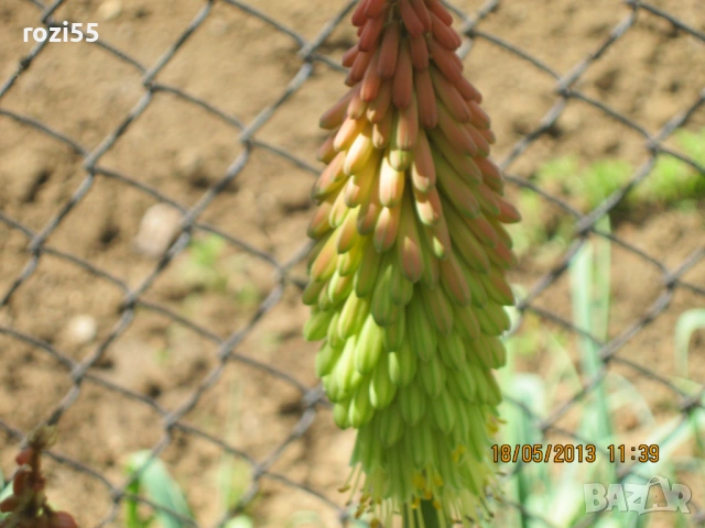 Цветя на гол корен , снимка 3 - Градински цветя и растения - 53794012