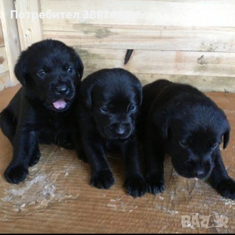 чистокръвни Лабрадор ретривъри