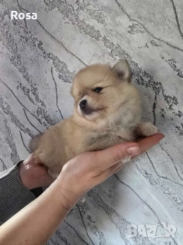 Продавам померани , снимка 6 - Померан - 52681968
