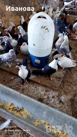 Гълъби декорация и д-р, снимка 5 - Гълъби - 52317736