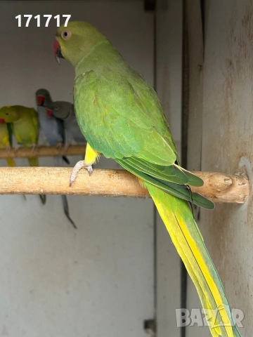 Малък Александър, снимка 2 - Папагали - 51129249