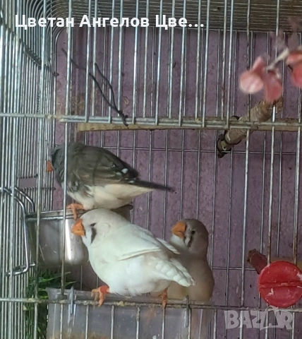 Продавам изложбени зеброви амадини 