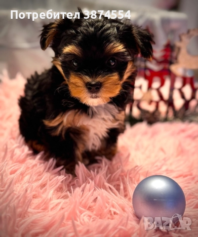 Йоркширски териер-Бивер момче