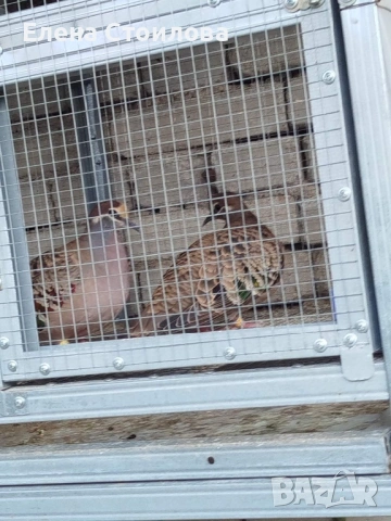 Гугутки и гълъби , снимка 14 - Гълъби - 53829038