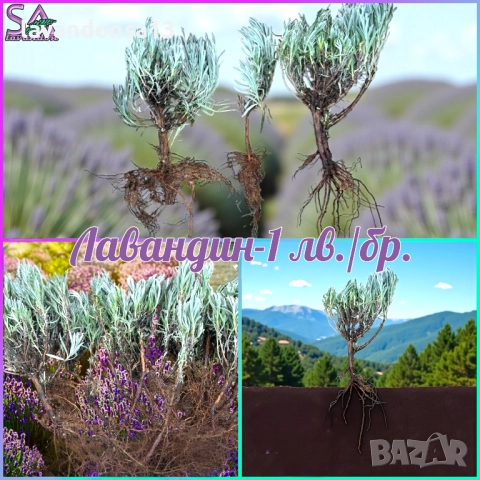 💟Лавандула🇧🇬Маслодайни Рози💞, снимка 3 - Разсади - 30787134