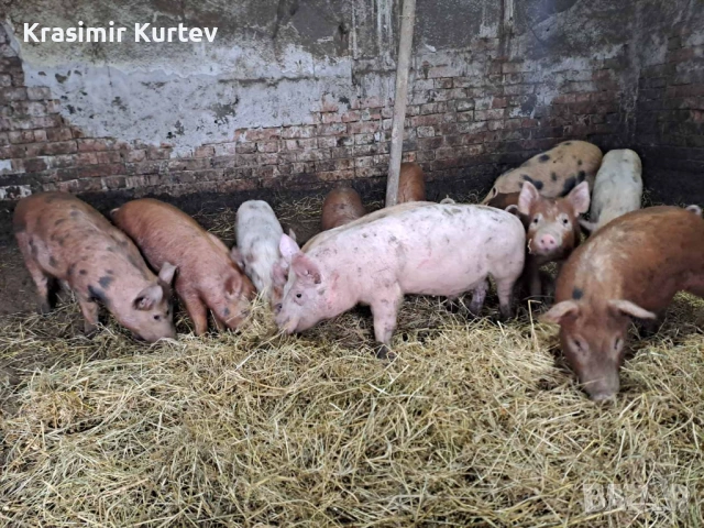 Малки Прасета бели и червени, снимка 2 - Прасета - 53229138