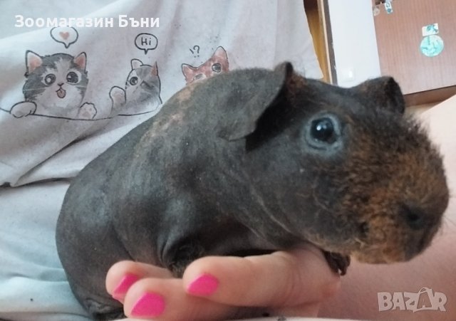 Skinny pig , Голи морски свинчета, снимка 11 - Морски свинчета - 39860680