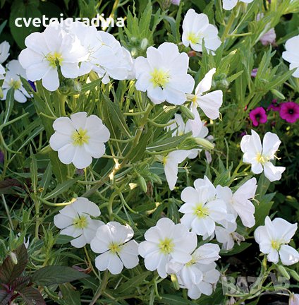 Oenothera macrocarpa white(Бяла йонотера), снимка 2 - Градински цветя и растения - 42494752